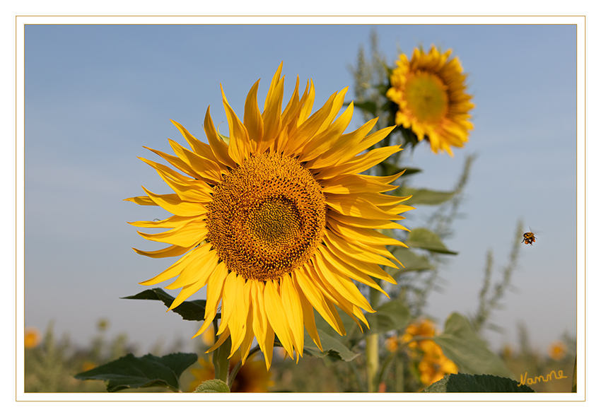 Sonnenblume
Ab dem 17. Jahrhundert verwendete man die Kerne für Backwaren oder geröstet als Ersatz für Kaffee und Trinkschokolade. Erst seit dem 19. Jahrhundert wird die Sonnenblume auch als Ölpflanze genutzt. Außerdem werden die Kerne als „Imbiss“ gegessen sowie direkt zum Kochen und als Zugabe zu Salaten verwendet. laut Wikipedia
Schlüsselwörter: Sonnenblume, Hummeln