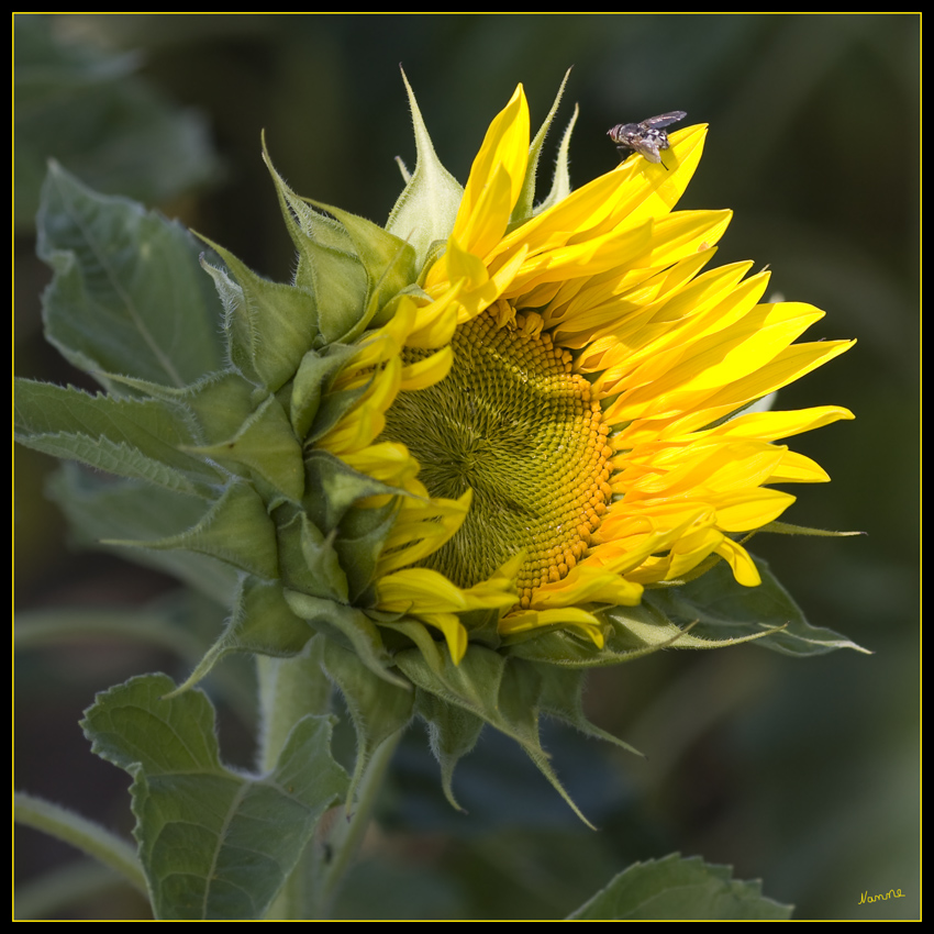 Sonnenblume
Schlüsselwörter: Sonnenblume