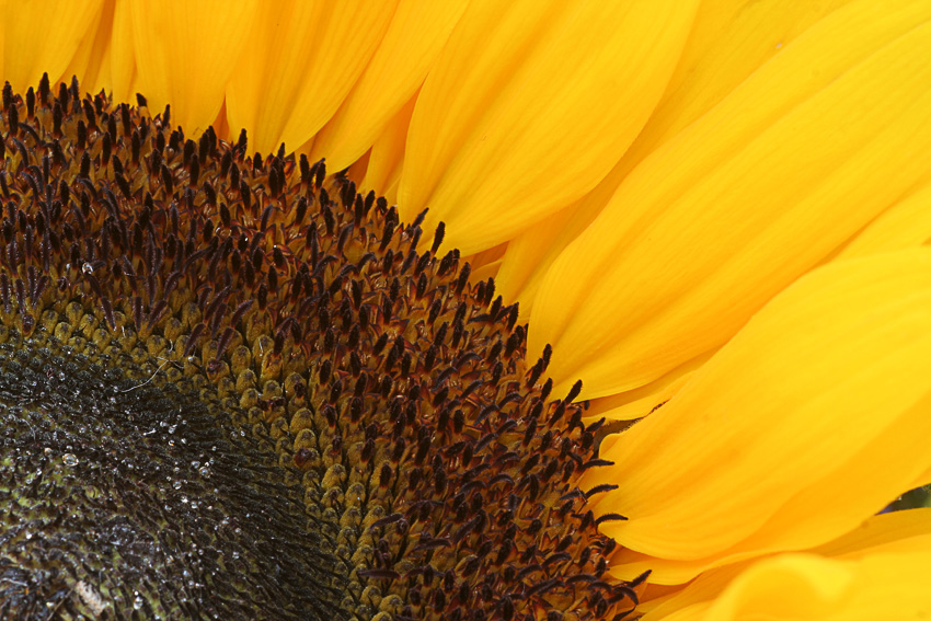 Sonnenblume
Schlüsselwörter: Sonnenblume