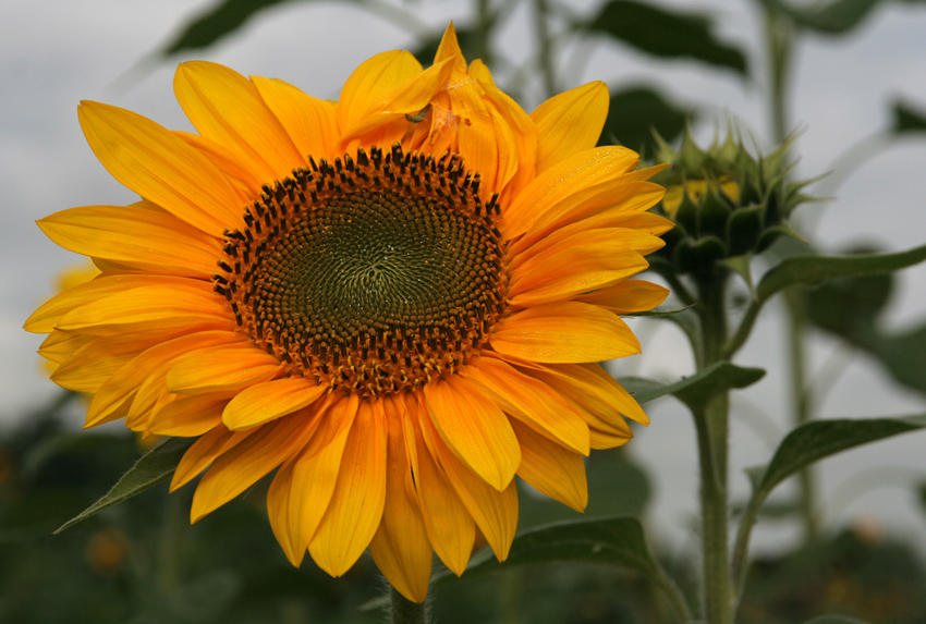 Sonnenblume l
Schlüsselwörter: Sonnenblume