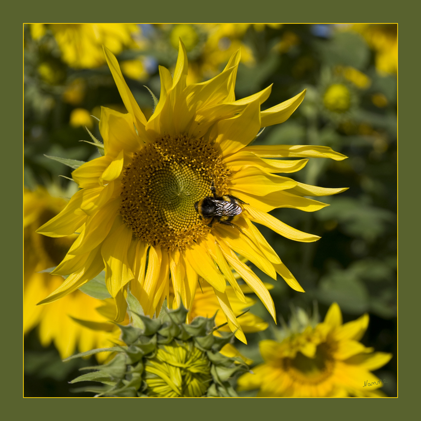 Septembersonnenblume
Schlüsselwörter: Sonnenblume