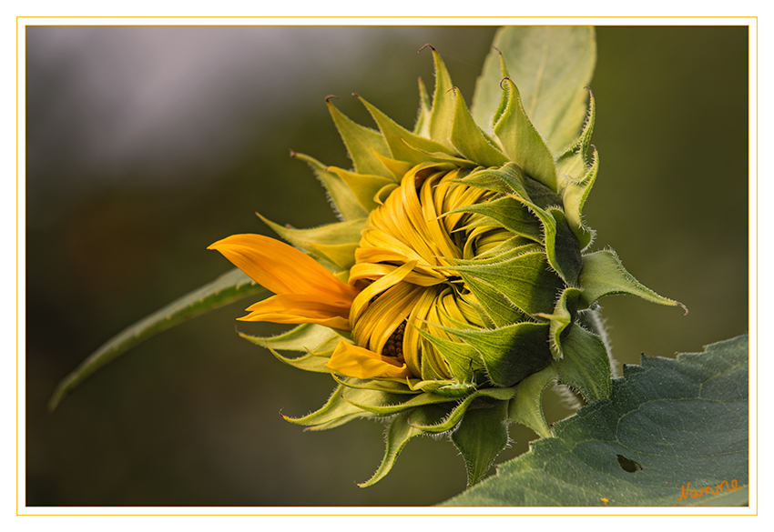 Vorsichtig 
der Sonne entgegenstrecken 
Schlüsselwörter: Sonnenblume