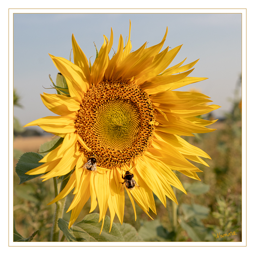 29 - Sonnenblume
Schlüsselwörter: Sonnenblume, Hummeln