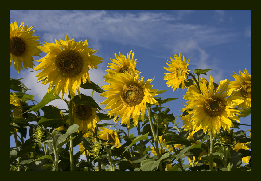Septembersonne
Sonnenblumenfeld bei uns auf dem Lande
Schlüsselwörter: Sonnenblumen