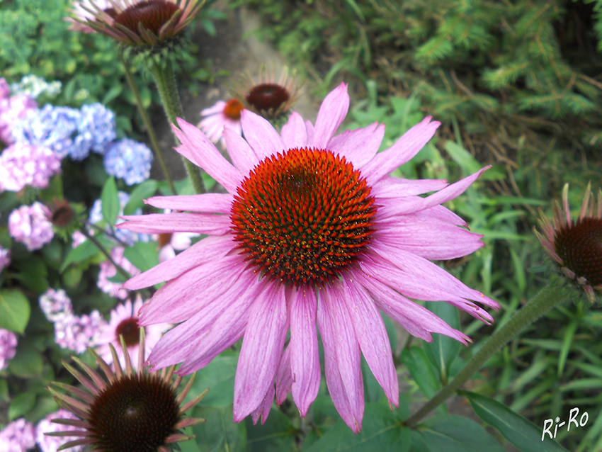 Purpurfarbener Sonnenhut
Echinacea purpurea (altgriechisches Wort)oder Igelköpfe genannt, sind eine Pflanzengattung aus der Familie der Korbblütler(Asteraceae) laut Wikipedia.
Schlüsselwörter: Purpurfarbener Sonnenhut