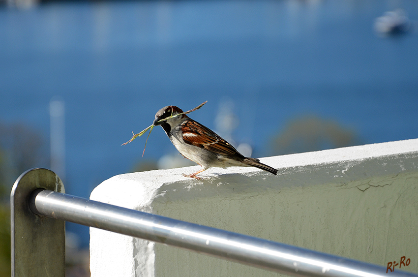 Spatz ll
Haussperrling "bekannt als Spatz" beim Nestbau.
Schlüsselwörter: Spatz, Haussperling