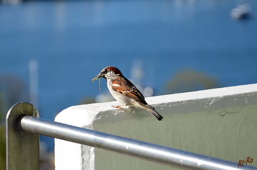 Spatz l
Haussperrling "bekannt als Spatz" beim Nestbau.
Schlüsselwörter: Spatz, Haussperling