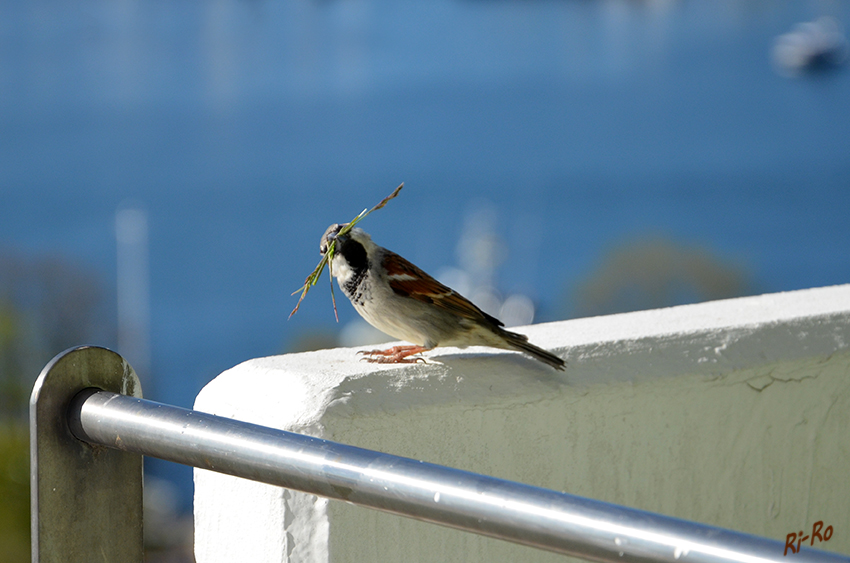 Spatz lll
Haussperrling "bekannt als Spatz" beim Nestbau.
Schlüsselwörter: Spatz, Haussperling