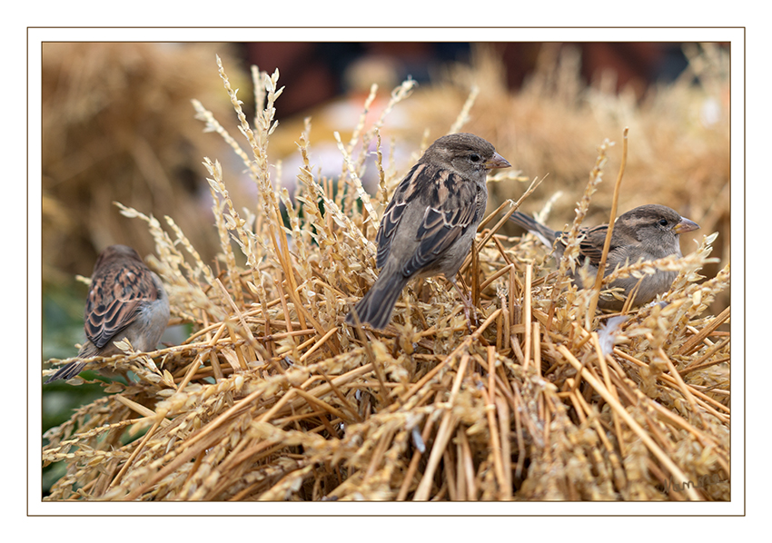 Spatzenfamilie
Schlüsselwörter: Spatz, Spatzen