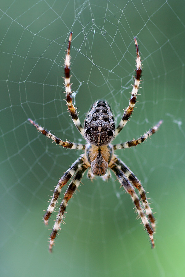 Spiderman
Einheimische Kreuzspinne
Schlüsselwörter: Kreuzspinne