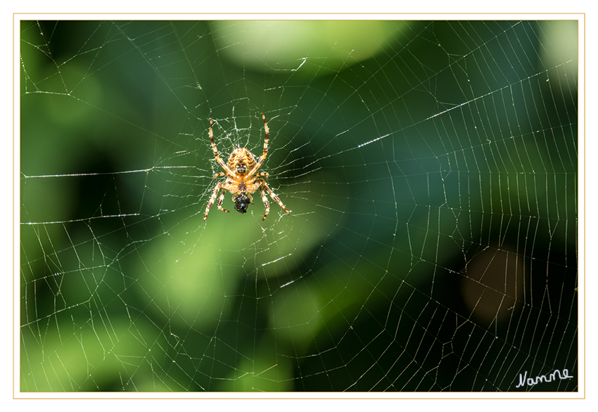 Abhängen
Spinne im Netz 
Rückseite
Schlüsselwörter: Spinne Spinnennetz