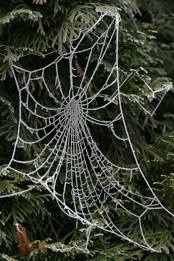 Spinnennetz
Schlüsselwörter: Spinnennetz       Raureif