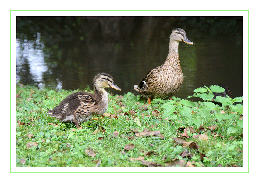 Stockente mit Küken
Stadtgarten - Nachzügler
Schlüsselwörter: Ente, Entenkücken, Stockente