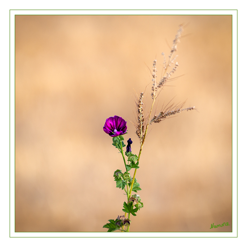 Stockrose - Malve
Die Gewöhnliche Stockrose, auch Stockmalve, Garten-Pappelrose, Bauernrose oder Garten-Stockrose genannt, ist eine Pflanzenart aus der Gattung Stockrosen innerhalb der Familie der Malvengewächse. Viele Sorten werden als Zierpflanzen verwendet. laut Wikipedia
Schlüsselwörter: Stockrose, Malve