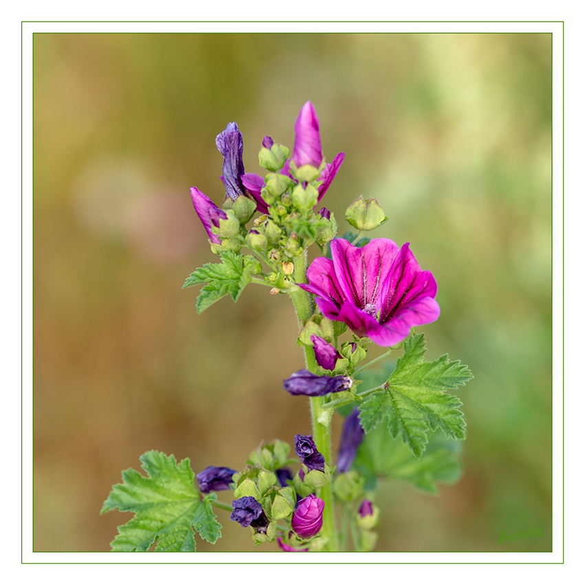 Stockrose - Malve
Die Gewöhnliche Stockrose, auch Stockmalve, Garten-Pappelrose, Bauernrose oder Garten-Stockrose genannt, ist eine Pflanzenart aus der Gattung Stockrosen innerhalb der Familie der Malvengewächse. Viele Sorten werden als Zierpflanzen verwendet. laut Wikipedia
Schlüsselwörter: Stockrose