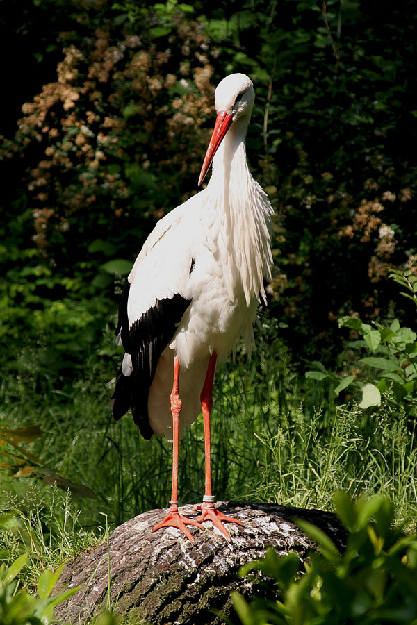 Adebar
Zoo Duisburg
Schlüsselwörter: Zoo Duisburg, Storch