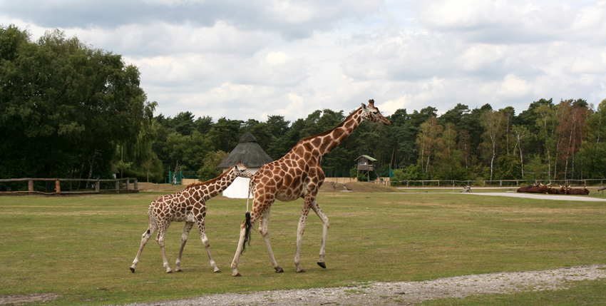 Giraffen
Im Safaripark sitzen nicht die Tiere - sondern die Besucher "hinter Gittern"
Schlüsselwörter: Safaripark Stukenbrock Giraffen