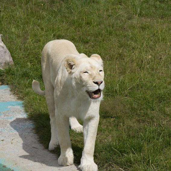 Weiße Löwin
Die zweite Löwen-Generation lebt heute in der Safarilandschaft, die Elterntiere im Löwenhaus. Die beiden Weltstars Siegfried & Roy übernahmen die Patenschaft für das Zuchtprogramm
Aus einigen der faszinierenden Tiere sind richtige Stars geworden. "Sunshine" und "Future" (Sonne und Zukunft), die 1998 im Safaripark zu Welt kamen, leben heute bei den weltberühmten Zauberkünstlern Siegfried und Roy in Las Vegas, USA. Die "magischen weißen Löwen" traten dort in einer Show auf. 
Schlüsselwörter: Weiße Löwen Safariepark Stukenbrock