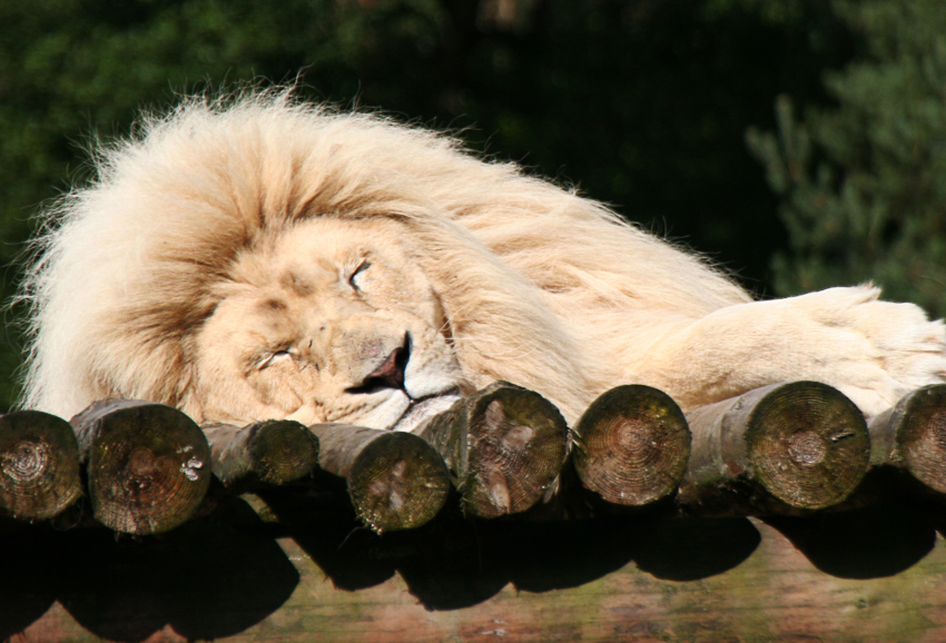 Weißer Löwe
Ihr Fell ist strahlend weiß, ihre Augen blau. Timbavati in Südafrika ist die Heimat der weißen Löwen. Der Hollywood- und Safaripark hat 1996 ein europaweit einzigartiges Zuchtprogramm für diese seltenen und wunderschönen Tiere ins Leben gerufen.
Schlüsselwörter: Weiße Löwen Hollywood und Safaripark Stukenbrock