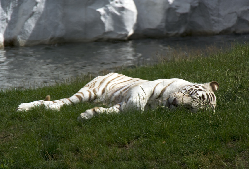 Weißer Tiger
Was für den Laien aussieht wie ein Tiger-Albino ist in Wahrheit nicht das Produkt eines Gen-Defekts, sondern einer dominant-rezessiv vererbten Eigenschaft. Während Albinos auf Grund ihrer Unfähigkeit, Farbpigmente auszubilden, eine transparente Regenbogenhaut haben, erkennt man die leukistischen Tiger an ihren stahlblauen Augen.
Schlüsselwörter: Weißer Tiger Stukenbrock Safaripark