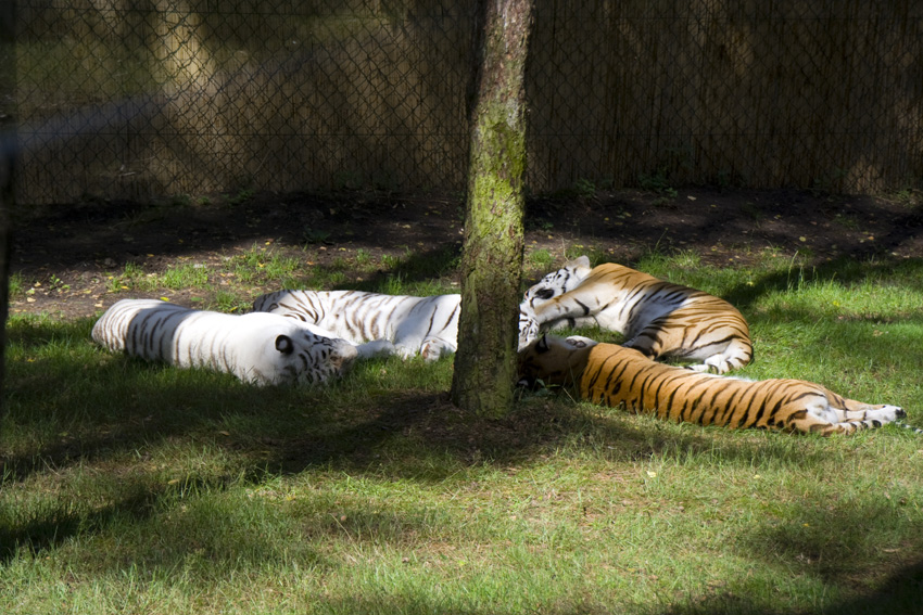 Weiße Tiger
Nur etwa 160 Exemplare der so genannten leukistischen Tiger gibt es weltweit. Ihr Fell ist nicht orange-braun, wie bei der Mehrzahl ihrer Artgenossen, sondern weiß; die typischen dunkelbraunen bis schwarzen Streifen sind dünner und wesentlich heller ausgebildet. Auffällig ist die Rosafärbung der Nase und der Pfotenballen. 
Um Inzucht zu Vermeiden werden in Stukenbrock gemischte Gruppen gehalten.
Da gibt es bei einem Wurf schonmal weiße und normale Tigerbabys.
Schlüsselwörter: Weiße Tiger Stukenbrock Safaripark