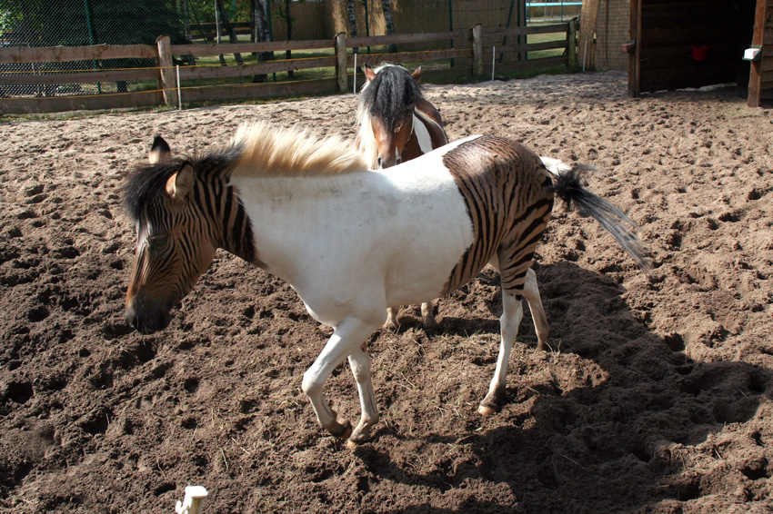 Zebroid Eclyse
Als Zebroide werden Hybriden aus Kreuzungen zwischen Zebra und anderen Tieren der Gattung Pferde bezeichnet. Aus praktischen Gründen (einfachere Aufzucht) wird dabei das Zebra meist als Vater verwendet.
Ganz anders als die kleine Eclyse im Safaripark haben die meisten dieser Kreuzungen "Zebrastreifen" am ganzen Körper. Eclyse aber ist hell und hat zwei große "Tigerflecken".
Hier war die Mutter das Zebra.

Schlüsselwörter: Zebroid Eclyse Stutenbrock