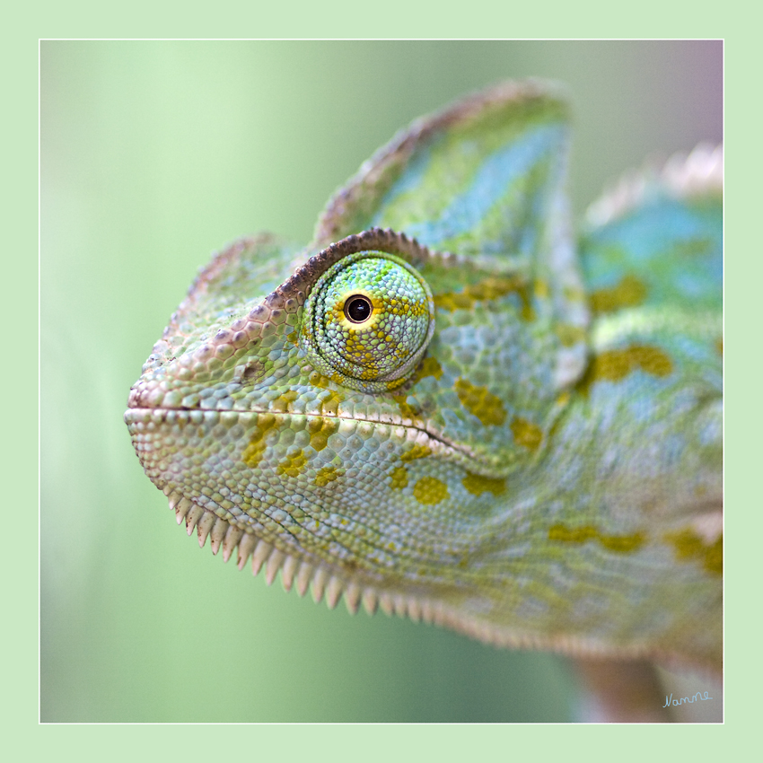 Chamäleon
Die Echten Chamäleons sind Busch- und Baumbewohner. Der Körperbau hat sich dem Leben in den Baumkronen angepasst (Greifschwanz, Greiffüße). Dennoch gibt es unter ihnen auch einige Arten, die den Boden bewohnen.
Schlüsselwörter: Chamäleon