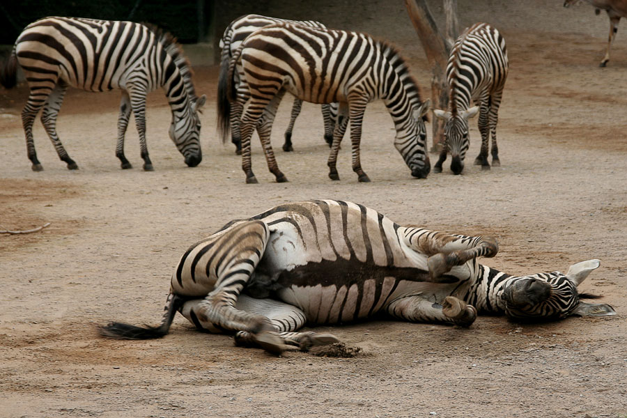 Lebensfreude
Zoo Wuppertal
Schlüsselwörter: Zoo Wuppertal