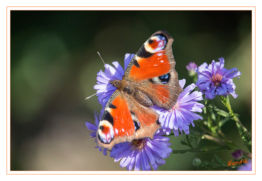 Tagpfauenauge
Das Tagpfauenauge (Aglais io; Syn.: Inachis io, Nymphalis io) ist ein Schmetterling (Tagfalter) aus der Familie der Edelfalter (Nymphalidae). Das Tagpfauenauge wurde zum Schmetterling des Jahres 2009 gewählt. laut Wikipedia
Schlüsselwörter: Schmetterling, Tagpfauenauge