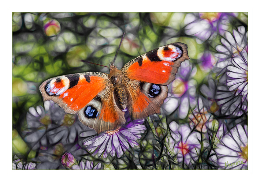 Tagpfauenauge
Hintergrund verändert
Schlüsselwörter: Schmetterling, Tagpfauenauge