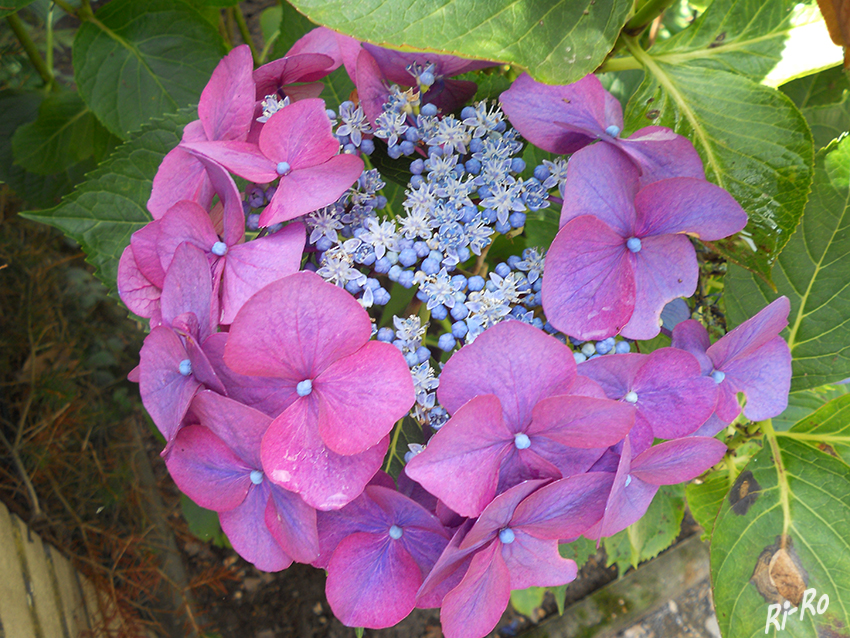 Farbenspiel - Tellerhotensie
Der Begriff Hortensie entspringt dem lat. hortensius (abgeleitet von hortus für Garten) mit der Bedeutung „zum Garten gehörig.(lt. Wikepedia).


Schlüsselwörter: Hotensie