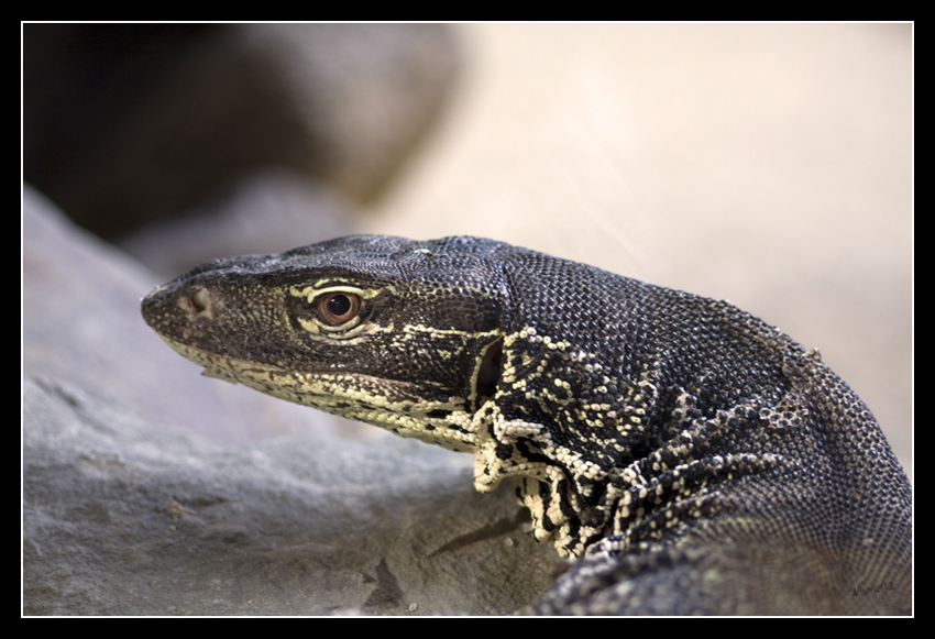 Gouldswaran
Der Goulds-Waran (Varanus gouldii) ist eine große Echsenart aus Australien und dem Süden Neuguineas.

TerraZoo Rheinberg
Schlüsselwörter: Gouldswaran TerraZoo Rheinberg