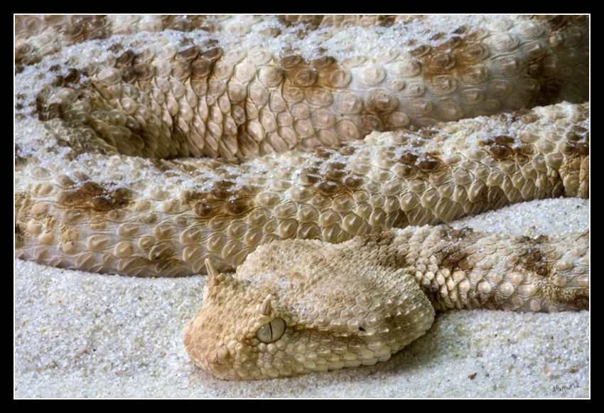 Hornviper
Die Wüsten-Hornviper ist in erster Linie dämmerungs- und nachtaktiv. In der Mittagshitze vergräbt sie sich im Sand, verbirgt sich in Mauslöchern oder unter Steinen. (Cerastes cerastes)

TerraZoo Rheinberg 
Schlüsselwörter: TerraZoo Rheinberg Hornviper