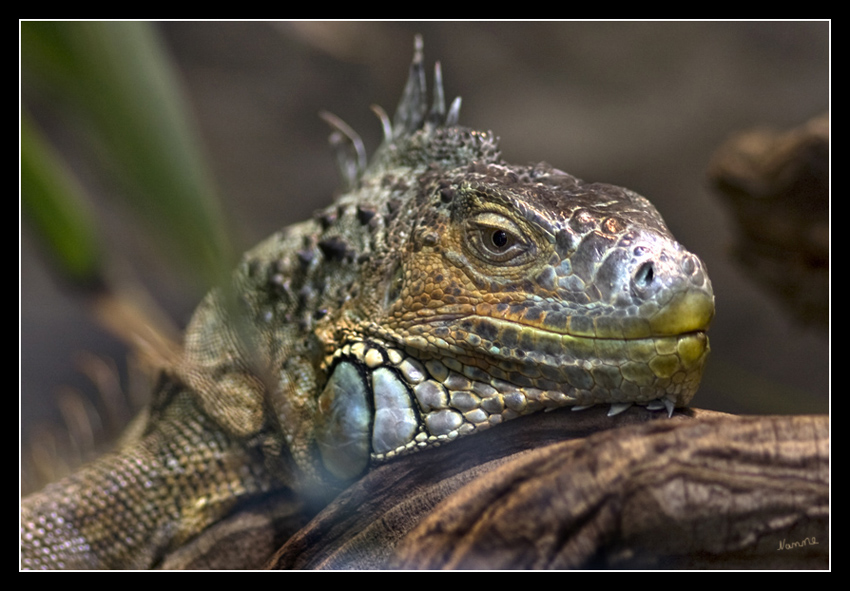 Leguan
Leguane erreichen Längen von 14 Zentimeter bis zu zwei Meter. Der Schwanz ist oft länger als der übrige Körper. Ihre Köpfe sind öft mit Schuppenkämmen oder Kehlwamme versehen, die bei den Männchen ausgeprägter als bei Weibchen und bei der Balz und bei Rivalitätskämpfen wichtig sind.

TerraZoo Rheinberg
Schlüsselwörter: TerraZoo Rheinberg Leguan