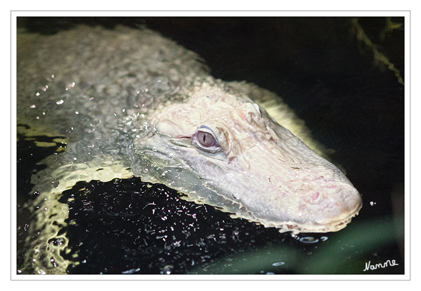 Albino Mississippi-Alligator
Terrazoo Rheinberg
Albino Alligatoren fehlen die Melanin- Pigmente, die die Haut dunkel färben und zudem die Haut vor UV-Strahlung schützen. Deshalb hat der Albino Alligator auch besondere Bedürfnisse z.B. soll er nicht direktem Sonnenlicht ausgesetzt werden. Die Augen des Alligators sind auch ohne Melanine, weshalb die unterlaufenden Blutgefäße sichtbar sind und somit die Augen rot färben
Weltweit gibt es insgesamt etwa 60 Albino-Alligatoren. In Deutschland ist diese seltene Panzerechse nur im Terrazoo.
Schlüsselwörter: Terrazoo Rheinberg, Albino, Mississippi, Alligator