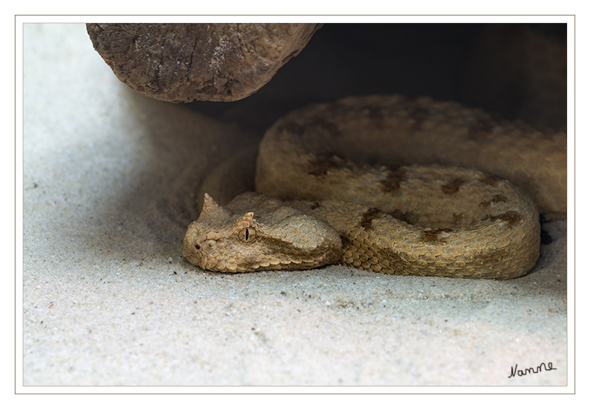 Wüsten - Hornviper
Terrazoo Rheinberg
Die Wüsten-Hornviper (Cerastes cerastes) ist eine in Nordafrika und auf der Arabischen Halbinsel lebende Schlangenart aus der Familie der Vipern, genauer, aus der Gattung der Afrikanischen Hornvipern. Kennzeichnend und namensgebend sind die aus jeweils einer Schuppe bestehenden Hörnchen oberhalb der Augen. laut Wikipedia
Schlüsselwörter: Terrazoo Rheinberg, Hornviper