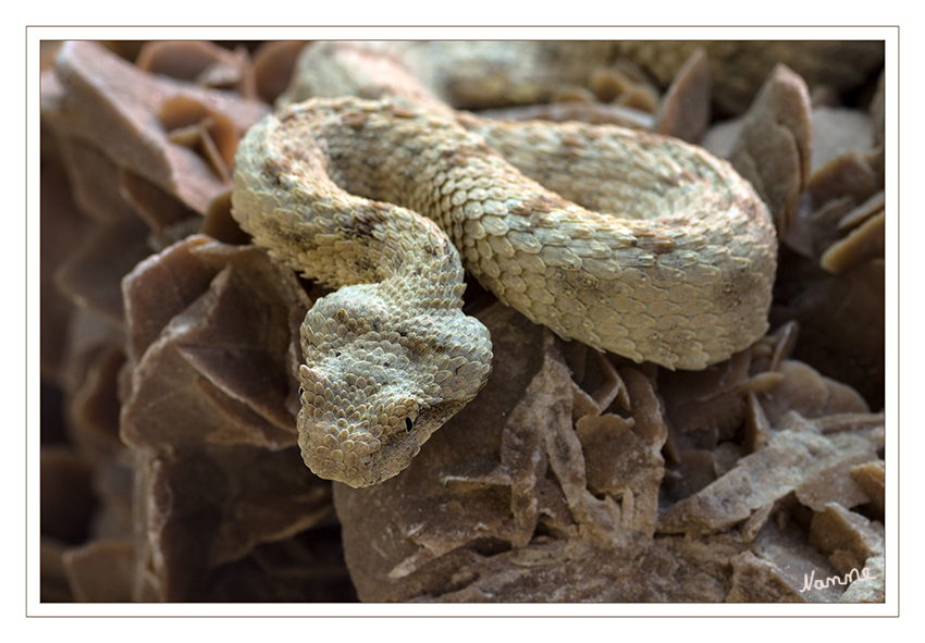 Wüsten - Hornviper
Terrazoo Rheinberg
Die Wüsten-Hornviper ist in erster Linie dämmerungs- und nachtaktiv. In der Mittagshitze vergräbt sie sich im Sand, verbirgt sich in Mauselöchern oder unter Steinen. Sie bewegt sich ziemlich rasch seitenwindend fort. laut Wikipedia
Schlüsselwörter: Terrazoo Rheinberg, Hornviper