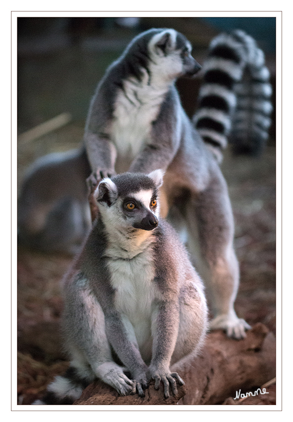 Katta
Terrazoo Rheinberg
Der Katta (Lemur catta) ist eine Primatenart aus der Gruppe der Lemuren (Lemuriformes). Er bewohnt trockene Regionen im südwestlichen Madagaskar. Mit 2,2 bis 3,5 Kilogramm zählt er zu den mittelgroßen Lemuren und ist dank seines geringelten Schwanzes unverwechselbar. laut Wikipedia
Schlüsselwörter: Terrazoo Rheinberg, Katta