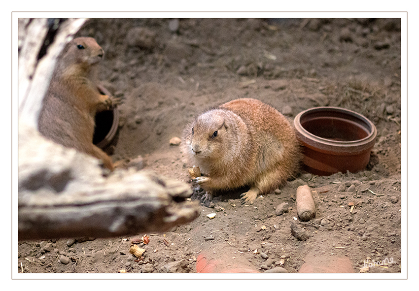 Päriehunde
Terrazoo Rheinberg
Präriehunde leben in der Prärie Nordamerikas. Das Habitat muss kurzes oder mittellanges Gras sowie trockenen Boden bieten.
Als tagaktive Tiere bleiben Präriehunde nachts in ihren selbst gegrabenen Erdhöhlen.
laut Wikipedia
Schlüsselwörter: Terrazoo Rheinberg, Päriehunde