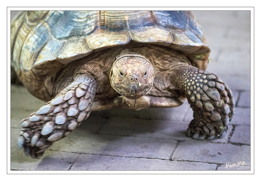 Schildkröte
Terrazoo Rheinberg - Aldabra-Riesenschildkröte
Zur Freude der großen und kleinen Besucher liefen in der Halle mehrere Schildköten frei herum. Ein sehr beliebtes Fotomotiv. 
Schlüsselwörter: Terrazoo Rheinberg, Schildkröte