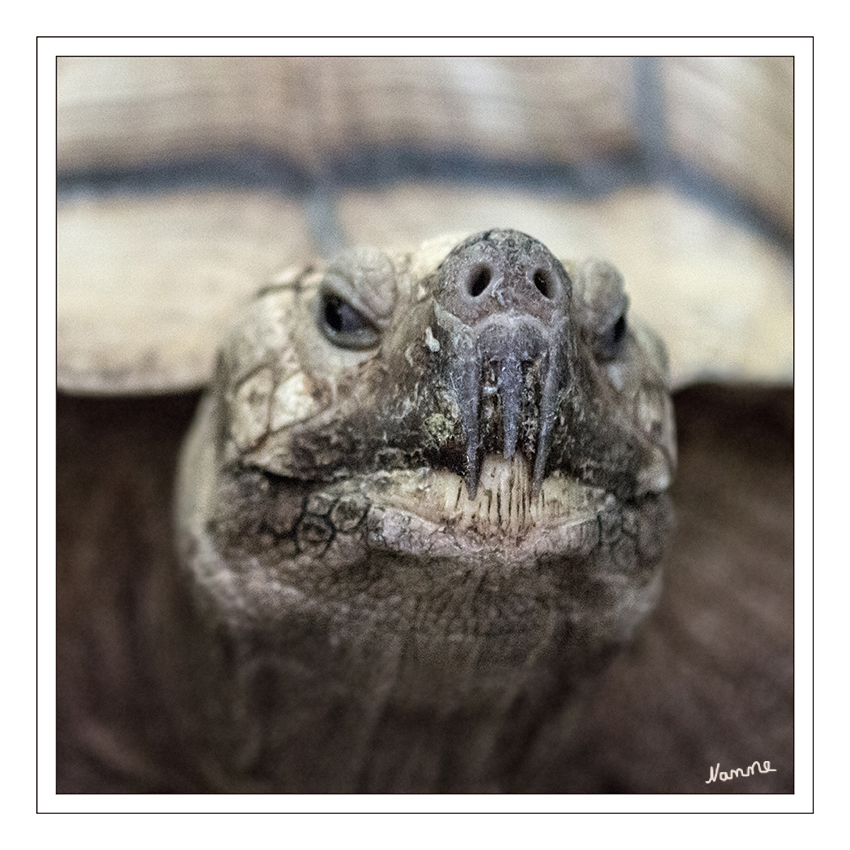 Schildkröte
Terrazoo Rheinberg - Aldabra-Riesenschildkröte
Zur Freude der großen und kleinen Besucher liefen in der Halle mehrere Schildköten frei herum. Ein sehr beliebtes Fotomotiv.
Schlüsselwörter: Terrazoo Rheinberg, Schildkröte