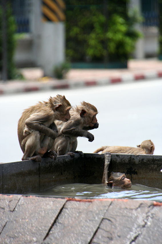 Unser Badezimmer
Lopburi - Thailand
Die Affen, die dort schon seit Jahrhunderten ihr Regiment führen, haben es sogar zu Symbolfiguren der gesamten Provinz gebracht
