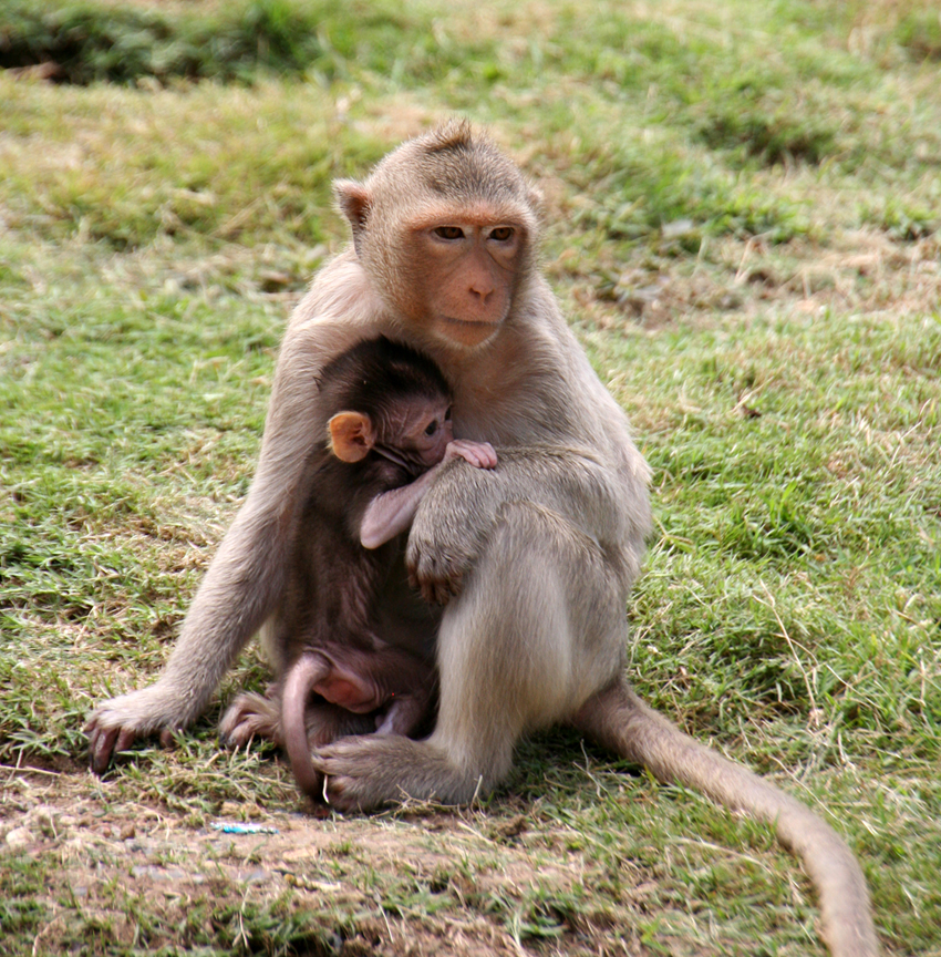 Gibt es da was besonderes?
Lopburi - Thailand
