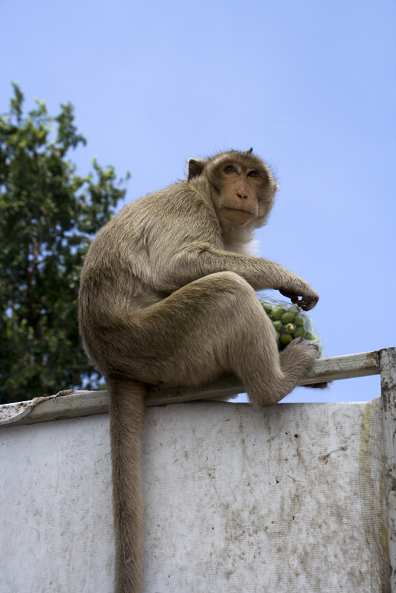 Frühstück
Lopburi - Thailand
Die Einwohner der Stadt scheinen ihre Affen zu lieben, auch wenn sie bisweilen plündernd durch die Strassen ziehen.
