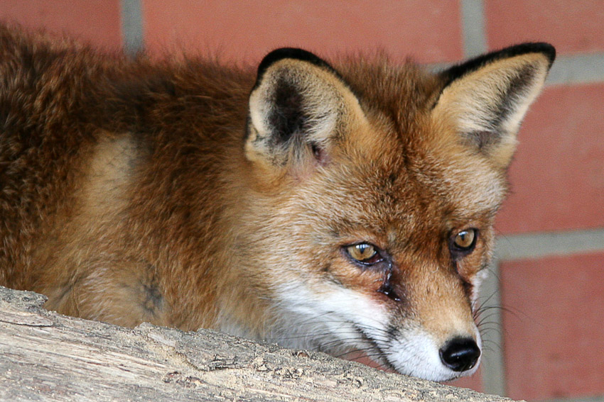 Fuchs
Schlüsselwörter: Fuchs