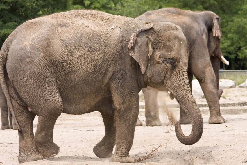 Na, da wollen wir mal..
Elefantengruppe im Tierpark Berlin
Schlüsselwörter: Tierpark Berlin