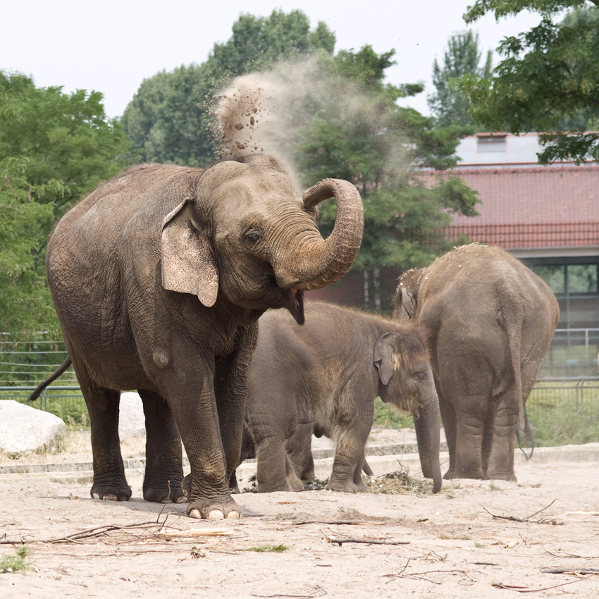 Eine kleine Dusche
Elefanten im Berliner Tierpark
Schlüsselwörter: Elefanten