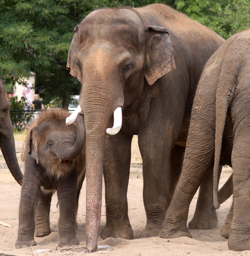 Ich bin klein,
du mußt mich liebhaben..........

Elefantengruppe Tierpark Berlin
Schlüsselwörter: Tierpark Berlin