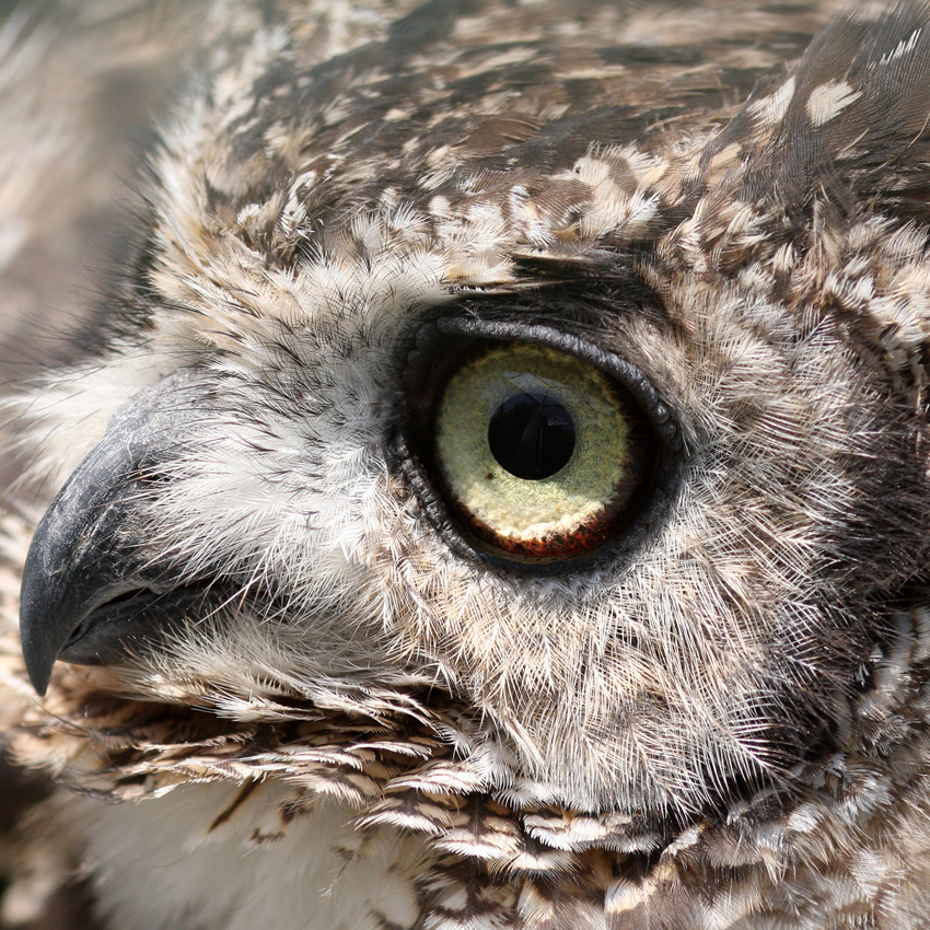 Fleckenuhu
Die Weibchen sind schwerer und größer als das Männchen. Man trifft ihn in felsigen Gebieten in fast ganz Afrika und Südarabien an.
Sein Gefieder ist grau, weiß, schwarz gesprenkelt mit brau- nen Abzeichen unterseits.

Quelle Eulenmanie
Schlüsselwörter: Tierpark Berlin