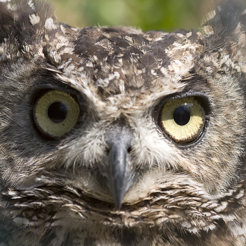 Schau mir in die Augen
Der Fleckenuhu (Bubo africanus) ist eine Vogelart aus der Gattung Uhus. Die Vögel erreichen mit einer Körperlänge von 42 Zentimeter etwa die Größe des heimischen Waldkauz. Ihre Färbung ist grau oder rotbraun

Quelle Wikipedia
Schlüsselwörter: Uhu